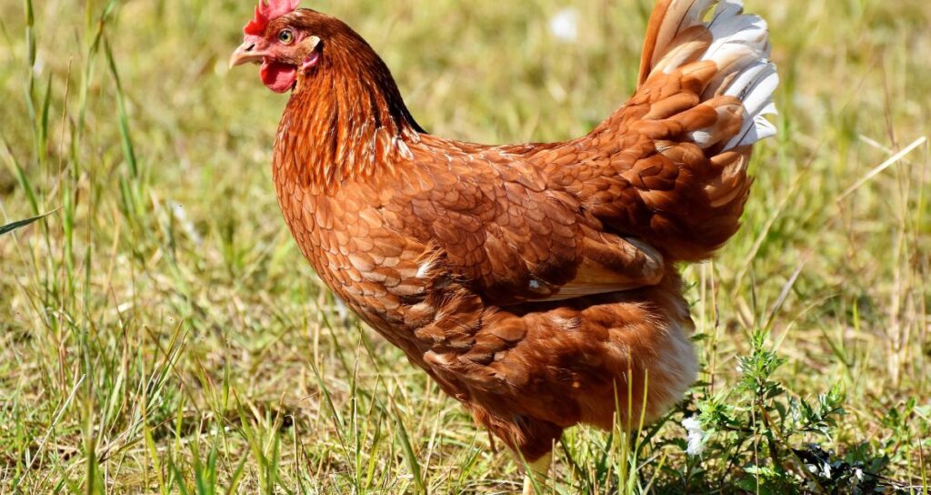 Disease prevention in poultry farm