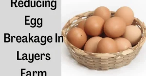 Egg breakage