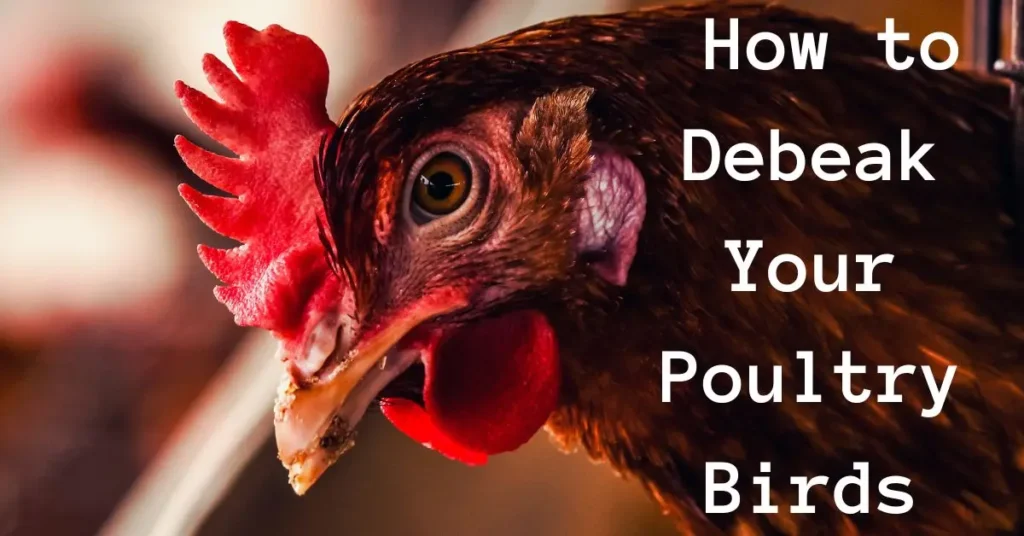 How to Debeak Your Poultry Birds - Phoenix Agribiz Blog