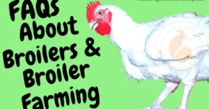 Frequently-asked-questions-on-broilers-and-broiler-farming
