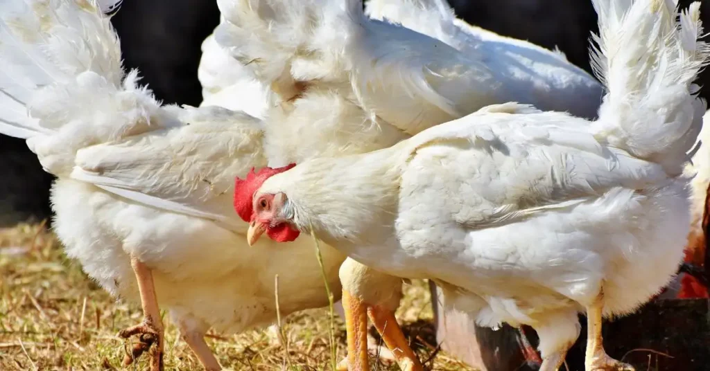 <img src="agriculture.jpg" alt="Credit facilities"/>