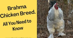 Brahma chicken breed