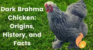 Dark Brahma chicken