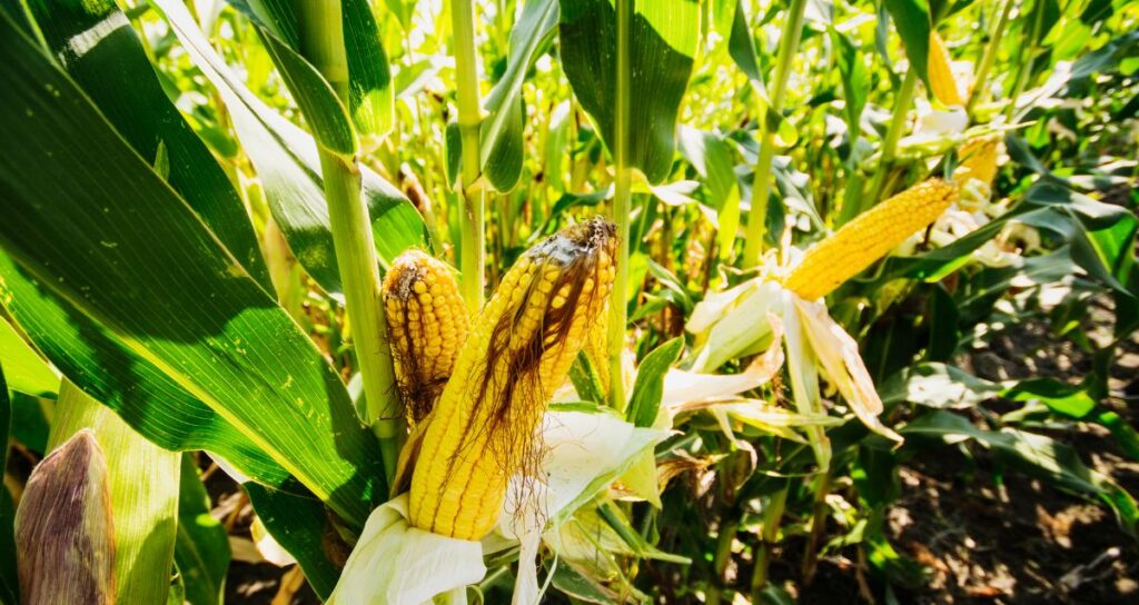 Intercropping maize with cassava