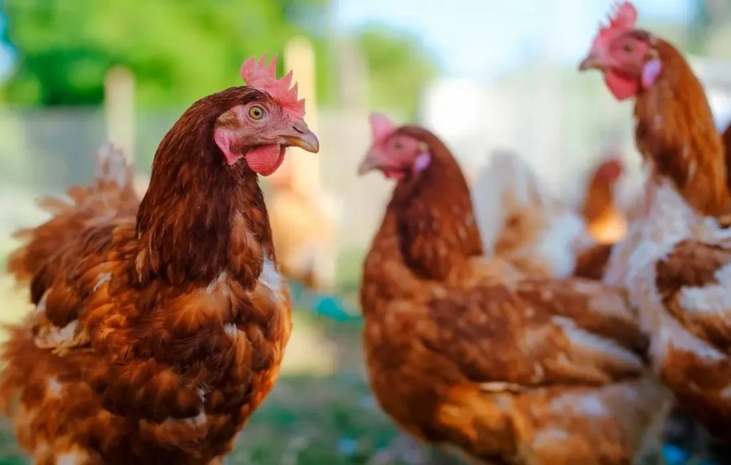 <img src="poultry.jpg" alt="Gumboro disease"/>