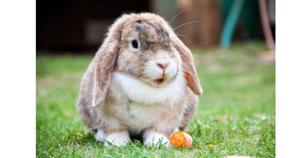 <img src="rabbit.jpg" alt="Sound of rabbits"/>