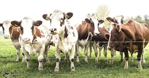 Calculating the Gestation Period of a Cow