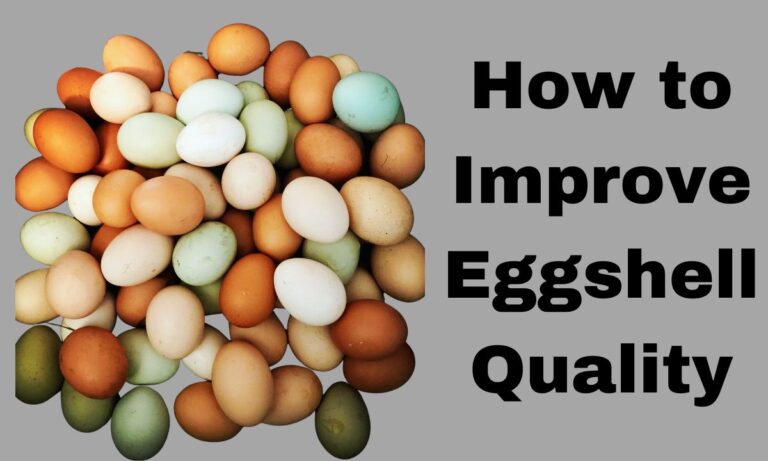 Assorted chicken eggs beside the words How to Improve Eggshell Quality