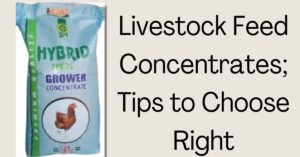 Livestock feed concentrate