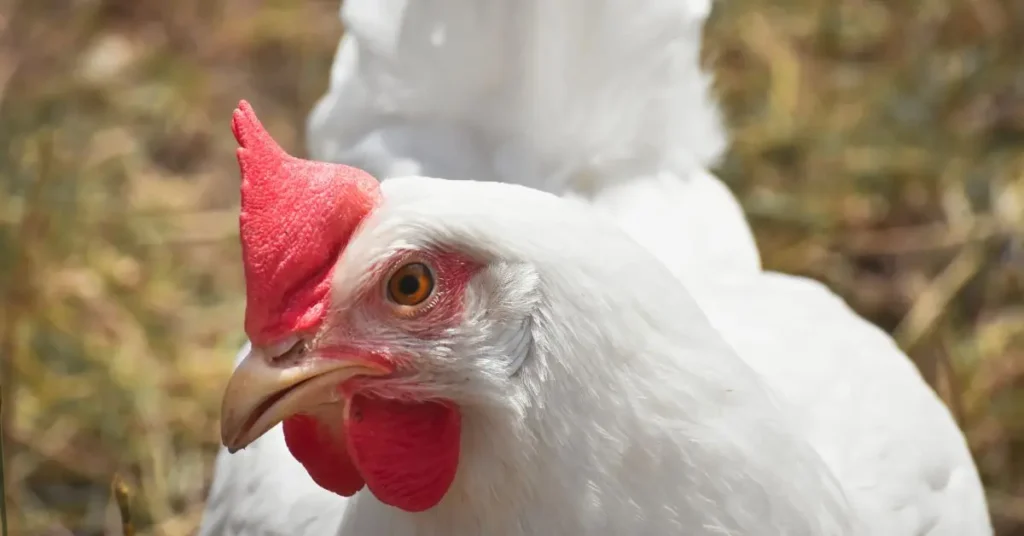 A matured broiler chicken