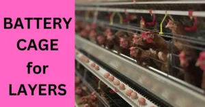 battery cage for layers