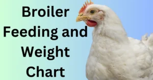 Broiler Feeding and Weight Chart