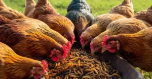 a group of chickens eating from a tray