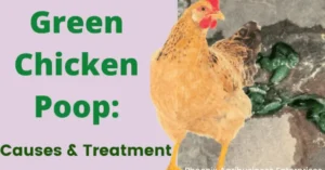 green chicken poop causes and treatment
