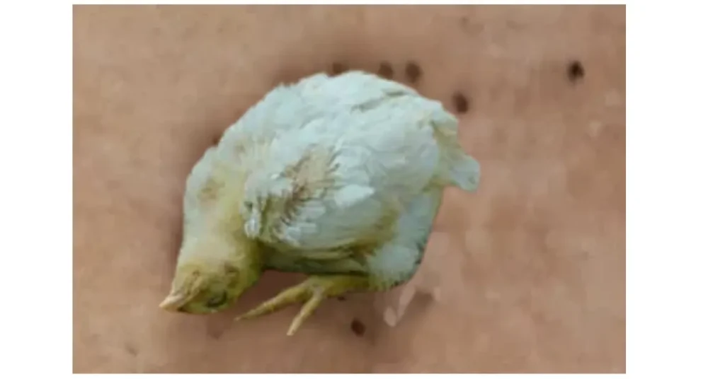 a chicken is lying on the ground