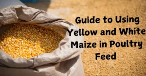 a bag of corn with the words guide to using yellow and white maize in poultry feed