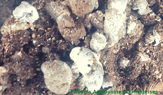 <img src="chicken poop.jpg" alt="brown solid chicken with white urate cap"/>