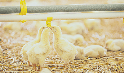 importance of water to livestock </Importance-of-water-to-animals>