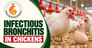 White chicken showing respiratory signs with an abnormal egg in a poultry house