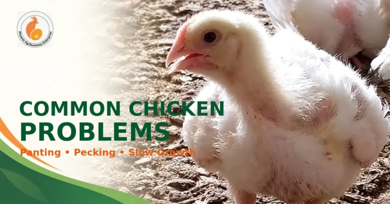 White broiler chicken illustrating common poultry problems including panting, pecking and slow growth