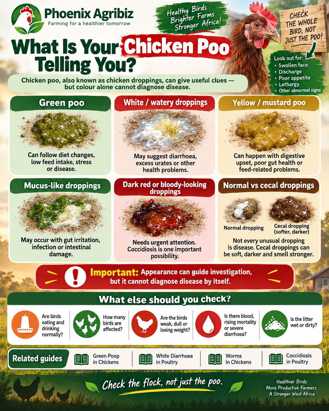 Chicken poo and droppings guide showing green, white, watery, yellow, mucus-like, bloody-looking and normal cecal droppings