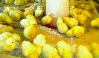 Poultry farmer checking chicken body weight and flock growth