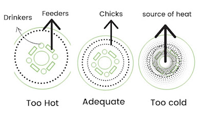 Layer chickens being vaccinated on a poultry farm